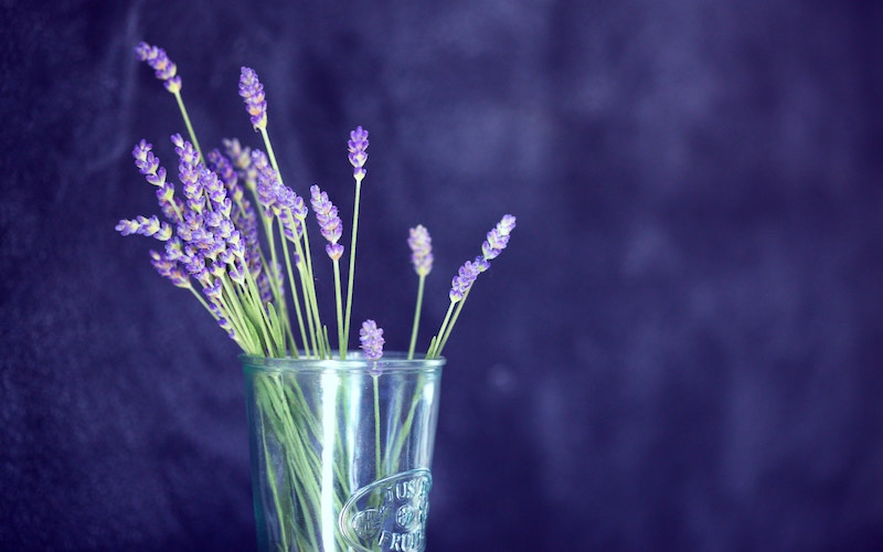 Lavender in vase
