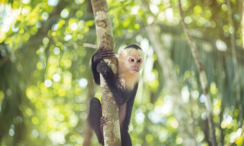 Costa Rica G Adventures Monkey