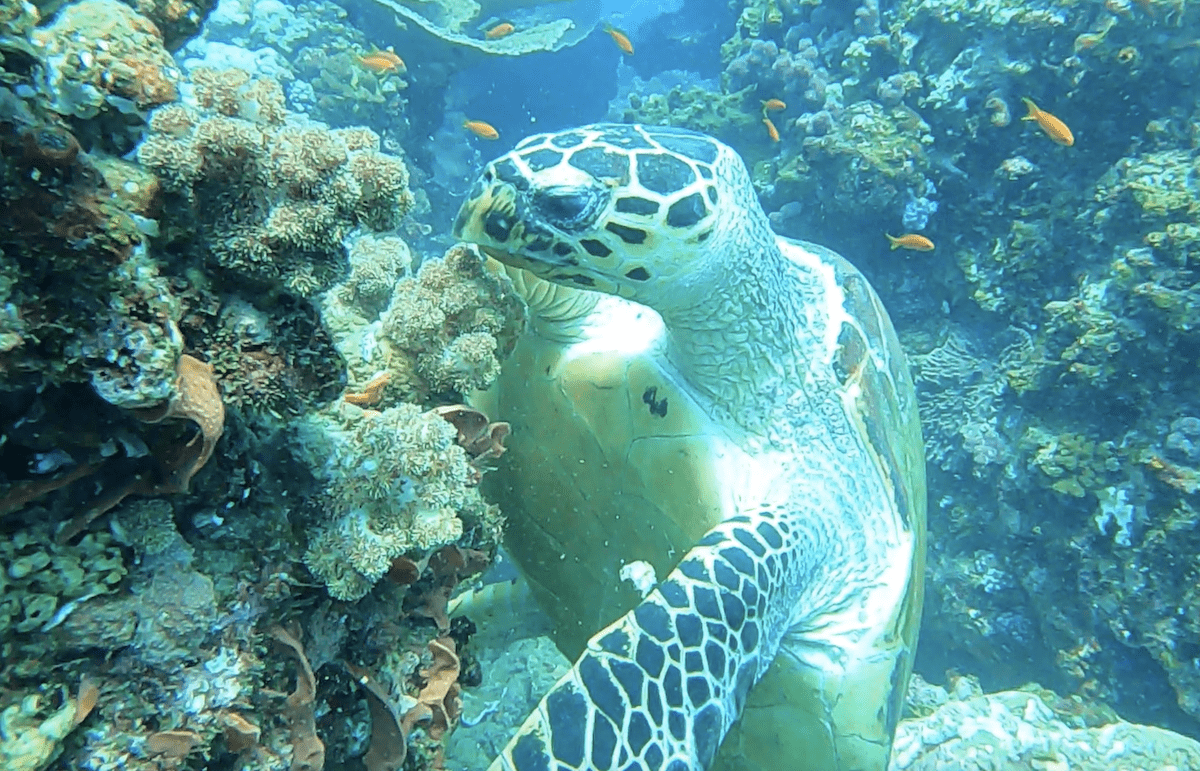 Ilha do Fogo Turtle