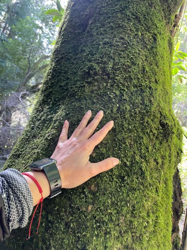 touching a tree during forest therapy