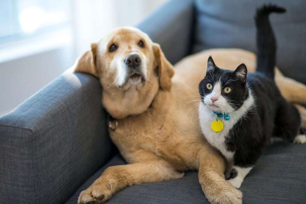 snuggling pets in hotels with pet friendly couches